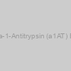 Rat Alpha-1-Antitrypsin (a1AT) ELISA Kit